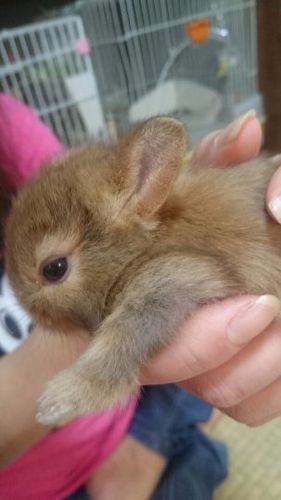可愛いウサギの赤ちゃん プーちゃんママ 北花田のその他の里親募集 ジモティー 可愛いウサギの赤ちゃん プーちゃんママ 北花田のその他の里親募集 ジモティー