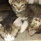生後４週の子猫3匹の里親さん募集です