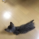 ♀元気な子猫ちゃんの里親募集 − 埼玉県