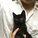 3ヶ月の黒猫のおんにゃのこ、リンちゃん♪