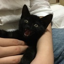 2ヶ月の黒猫女子！、ミクちゃん♪