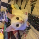 美猫白猫ちゃん(メス)の里親さん募集