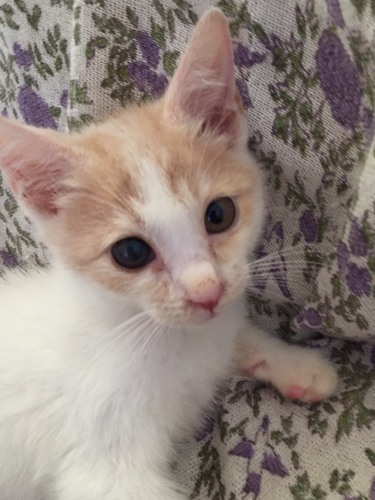 猫初めてでも飼い易いミルクティー茶白子猫くりくり瞳 医療処置済み とよん 三軒茶屋の猫の里親募集 ジモティー