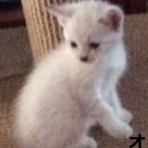 ７月１日生まれの白猫(父猫はノルウエージャン風の長毛種)
