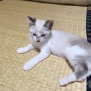 シャムとキジの仲良し姉弟♪（お試し飼いのため、一時休止させていた...