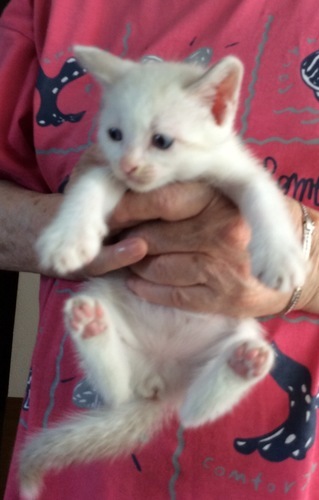 ７月１日生まれの白猫 父猫はノルウエージャン風の長毛種 Nyanko 旭の猫の里親募集 ジモティー