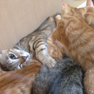 【急募!!!】2016/04/22誕生！3ヶ月の子猫(雄♂)4匹！