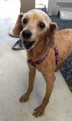 お目目くりくりのトイプードルの女の子です サスキヨママ 秩父のトイプードルの里親募集 ジモティー