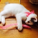 2ヶ月の子猫ちゃんです。 − 福島県