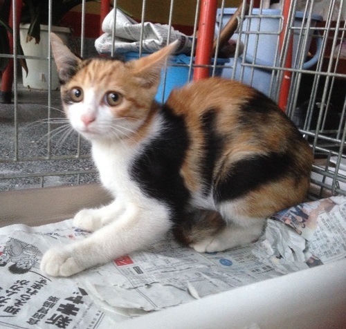 美人三毛ちゃん 約3か月 (いくこ) 富山の猫の里親募集|ジモティー