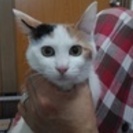 多頭飼育の猫たちを助けてください！！ − 兵庫県