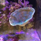 オオスリバチ 海水魚 サンゴ