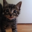 生後１～２か月？キジトラの可愛い子猫です。