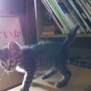 生後１～２か月？キジトラの可愛い子猫です。 − 徳島県