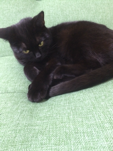 黒猫 ボンベイ ２歳 里親募集してます Shuuuu 堺の猫の里親募集 ジモティー
