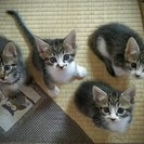 兄弟姉妹子猫４匹の、里親様を募集します！