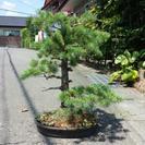 松の盆栽パート2