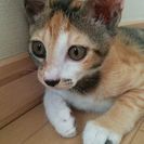 子猫の里親さん募集