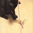 人懐こい黒猫ちゃん - 猫