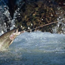 釣り、温泉、キャンプ