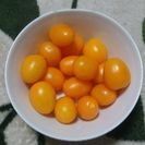 黄色いミニトマト 無農薬