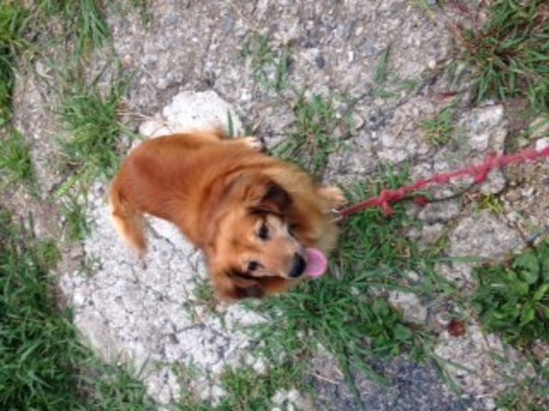 ダックス スピッツ 雑種 7才 雄 中型犬 Pom 益田の犬の里親募集 ジモティー