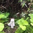廃墟で見つけた白猫♀ 長毛種