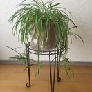 オリヅルラン  観葉植物