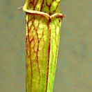 食虫植物 サラセニア Sarracenia leucophyll...