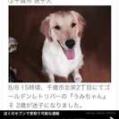 迷い犬を探しています