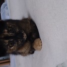 ３、４か月くらいのサビの仔猫 − 兵庫県
