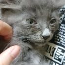 【急募】2､3ヶ月くらいの子猫です