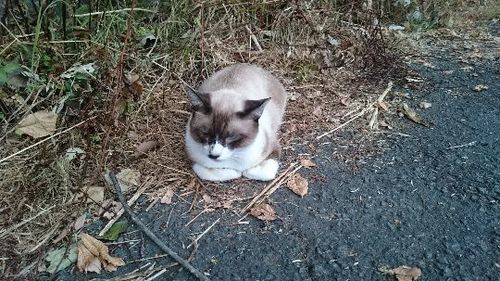 人懐こい猫達一度みに来てください！！ 公園にいる成猫達ですが 