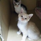 【募集終了】　子猫の里親募集　 - 熊谷市