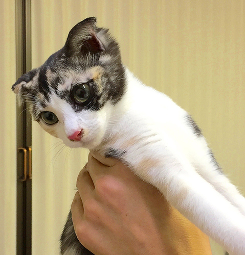 みつけた猫 続編 ぶちねこ 完結 なかとう 岡山の猫の里親募集 ジモティー