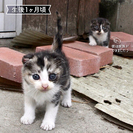 みつけた猫 続編・ぶちねこ 完結 − 岡山県