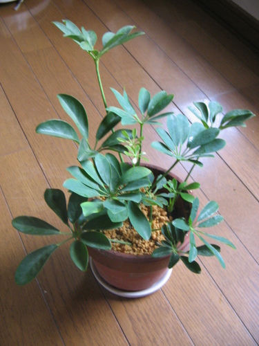 観葉植物カポックシェフレラ古風な素焼きの鉢 みゃごさ 中野坂上の家具の中古あげます 譲ります ジモティーで不用品の処分
