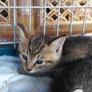 子猫の里親さん募集してます