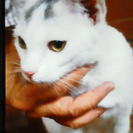 　生後4ヶ月のきれいな白い子猫♀ 里親急募！の画像