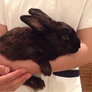 ミニ子ウサギ差し上げます。 − 福岡県