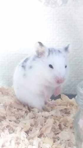 ダルメシアンハムスター まー 八戸のその他の里親募集 ジモティー