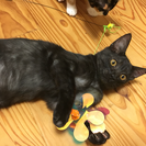 保健所猫  可愛い黒猫♀4ヶ月