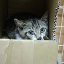 猫メス、キジ白、3ヵ月、名前はキョウコちゃんです。ワクチン１回、駆虫済です。あるお店で、ネズミ捕りのベタベタにひっついていたのをを保護しました。とてもかわいい顔をしています。 − 千葉県