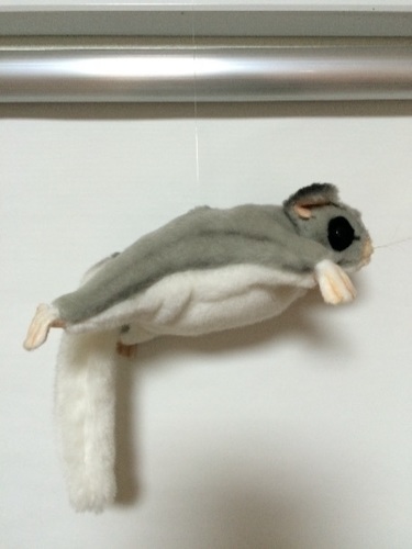 フクロモモンガのぬいぐるみ めてぃこ 上石神井のおもちゃの中古あげます 譲ります ジモティーで不用品の処分