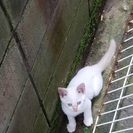 白ネコちゃん、誰かネコ可愛いがってくれる方探しています - 倉敷市