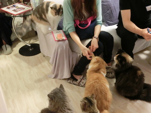 ねこカフェコン参加者募集 みかんのママ 長野のパーティーのイベント参加者募集 無料掲載の掲示板 ジモティー