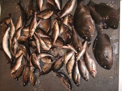 伊豆半島 伊豆諸島で磯釣りしませんか 上モノ 底モノ 夜釣り 地磯 渡船どっちでも ふなむし 三郷のスポーツのメンバー募集 無料掲載の掲示板 ジモティー