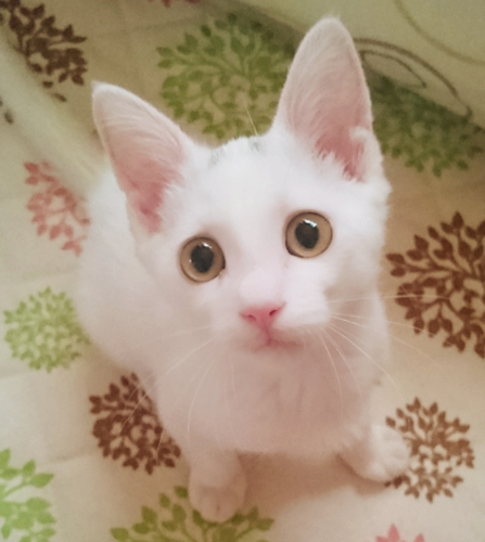 甘えん坊な白猫 子猫 生後3ヶ月 Loverks 印西の猫の里親募集 ジモティー