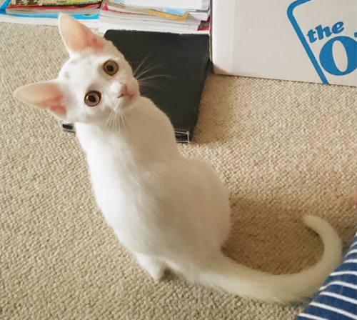 甘えん坊な白猫 子猫 生後3ヶ月 Loverks 印西の猫の里親募集 ジモティー
