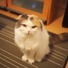 新しい家族をさがしています - 猫